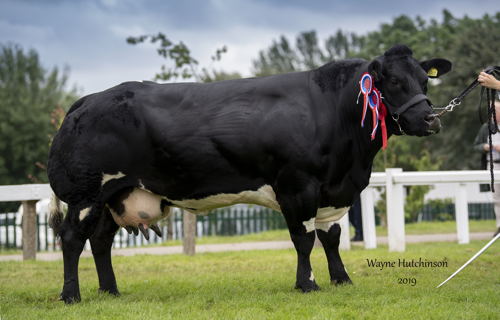 Supreme Champion - Top Side Isla