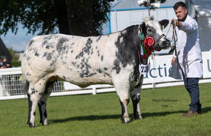 Foxhill Nadia - Res Female Champion