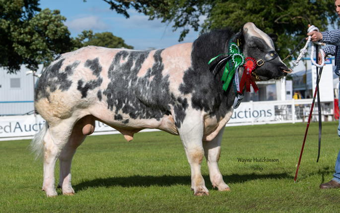 Abington Nitro - Res Male Champion