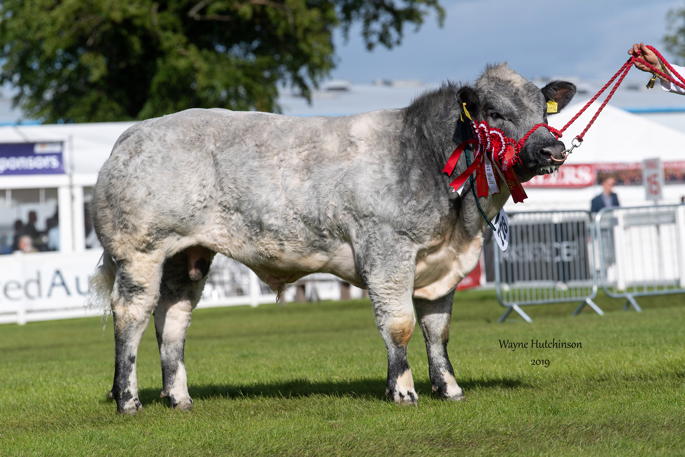 Auchenlay Nimrod - Male Champion