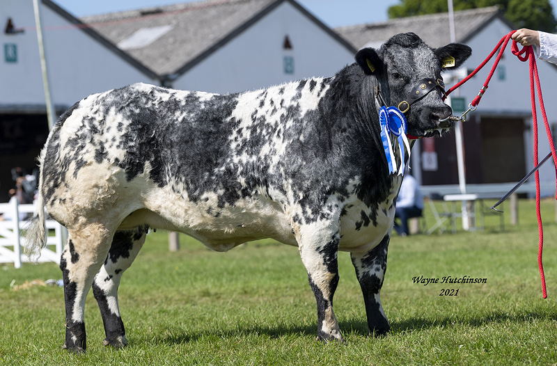 Reserve Female Champion