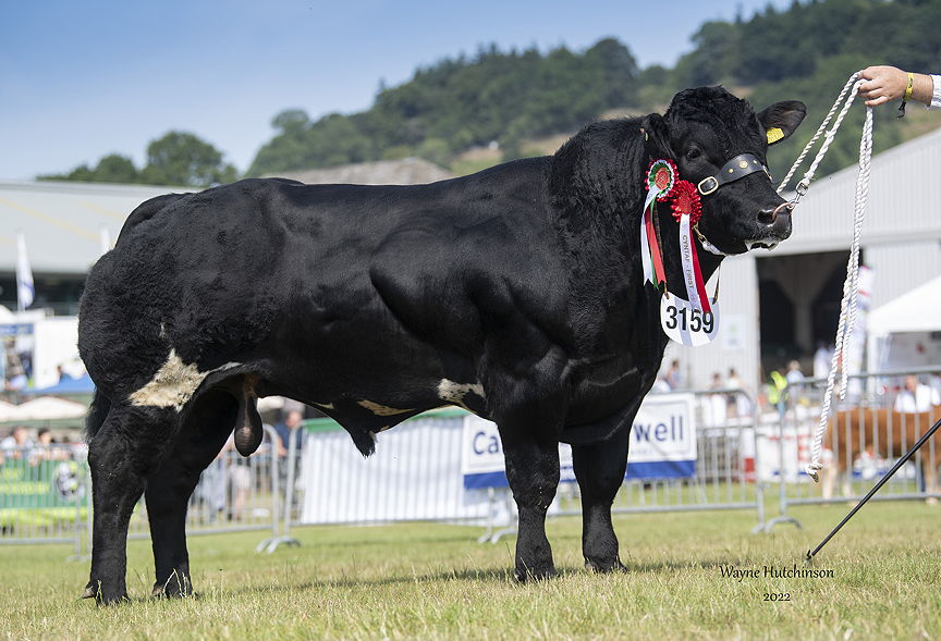 Solway View Pug - Male Champion