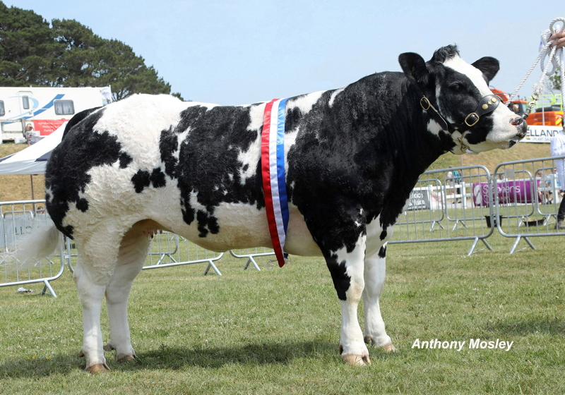 Supreme Champion Dymond Blue Rousin