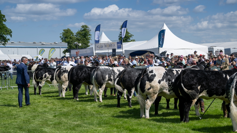 British Blue line-up