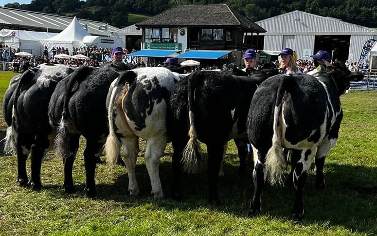 British Blues take Reserve Champions in the RWAS Beef Cattle Team of Five