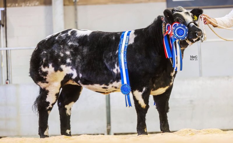 Solway View Ultraviolet