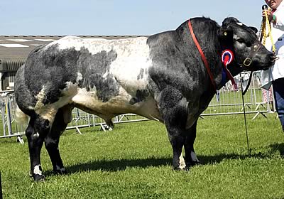 Pendle Valley the Interbreed Champion at the 2006 South of England Show. Exhibited by J & S Wareham