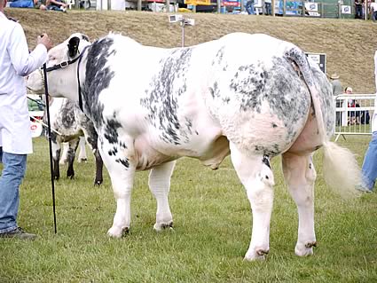 Norbreck Fergus - 1st prize junior bull and Reserve Male Champion