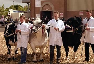 Interbreed Champion Group of Three