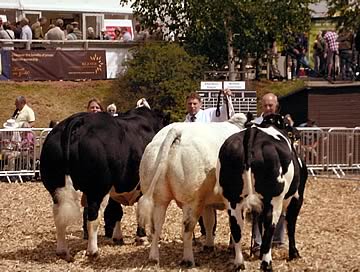 Interbreed Champion Group of Three