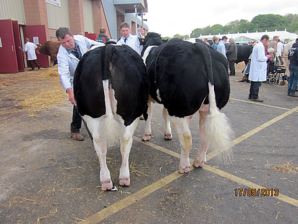 Interbreed Pairs Champions - Drift Holly and Drift Hero