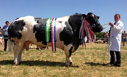 Oxcroft Elmo winner of the Grand Challenge Cup, presented by HRH Duke of Windsor, for the best exhibit in the cattle classes at Liskeard Show and Supreme Interbreed Champion at Woolsery Show.