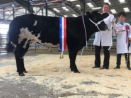 Breed & Interbreed Champion - Dymond Blue Lsie