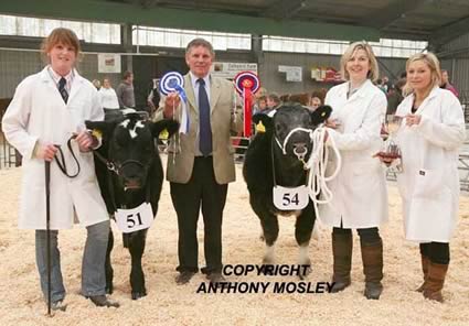 Presentation by judge Jim Barber to Pedigree British Blue Champion and Reserve. L to R: Pip Turner from Newpole British Blues with Reserve Champion ‘Newpole Harlequin’ (heifer born 06.01.2012), Jim Barber, Champion ‘Celtic Blues Heleboros’ (bull born 11.05.2012) with Tracy and Sarah Penellum.