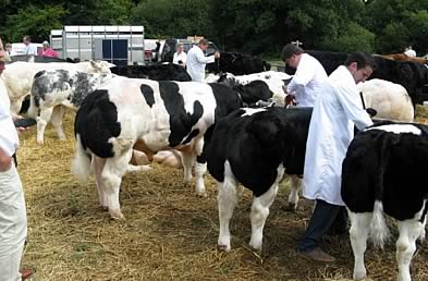 Lampeter Show