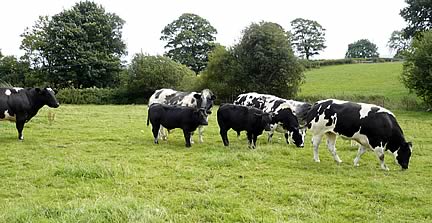 Wales & Borders, North West Club Farm Walk