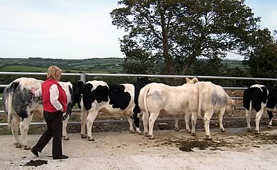 Welsh Club Farm Walk